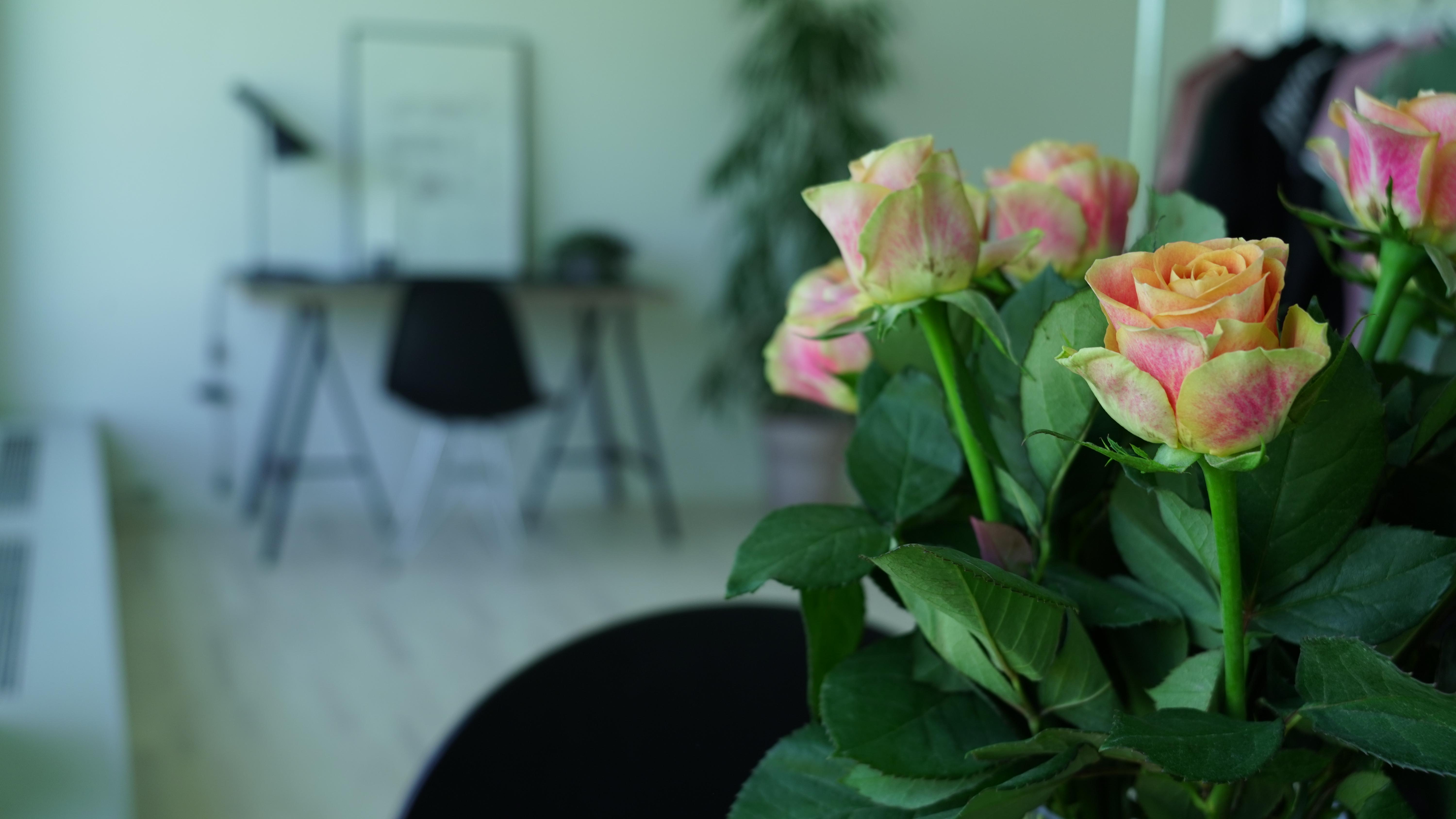 Universitetsparken (BOSJ)